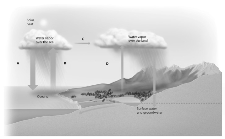    -If ocean waters in one area are radioactively contaminated, which processes would cause that radioactivity to show up in plant crops at some distance from the contamination? A)  processes A and B B)  processes B and C C)  processes C and D D)  processes D and A