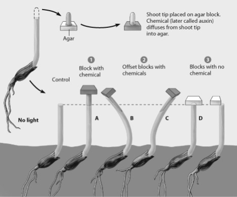   -In the figure, the shoot emerged through the soil toward the light rather than growing down in the direction of the roots due to A)  thigmotropism. B)  phototropism. C)  gravitropism. D)  circadian rhythm.