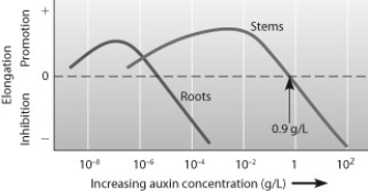    -If you cut off the top of a carrot and place it in water to see if you can get it to grow new roots, you should add A)  more than 10−2 g/L of auxin. B)  approximately 10−8 g/L of auxin. C)  at least 10−4 g/L of auxin. D)  equal amounts of auxin and cytokinin.