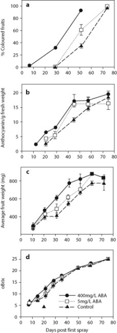 Ethylene triggers the ripening of fruit for many plant species but does not seem to play an important role for the ripening of grapes. Scientists hypothesized that the trigger for the ripening of grape fruits is abscisic acid (ABA) . They sprayed unripe Cabernet Sauvignon grapes with different concentrations of ABA and tracked several fruit characteristics over time: percent of fruits that are purple, concentration of anthocyanin (a purple pigment)  per fruit, weight of each fruit, and total soluble solids per fruit as measured by °Brix. °Brix measurements indicate the amount of sugar in the fruit, and determine how much alcohol a wine will have. Higher values of each measurement indicate a greater degree of ripening. The scientists' results are shown in these four graphs.    Source: Wheeler, S., Loveys, B., Ford, C., & Davies, C. (2009) . The relationship between the expression of abscisic acid biosynthesis genes, accumulation of abscisic acid and the promotion of Vitis vinifera L. berry ripening by abscisic acid. Australian Journal of Grape and Wine Research, 15(3) , 195-204. -What is the difference between fruits sprayed with the low (5 mg/L)  concentration of ABA and the high (400 mg/L)  concentration of ABA? A)  The high concentration results in the earlier occurrence of colored fruit and maximum fruit size. B)  The high concentration induces an earlier occurrence of the maximum amount of anthocyanin (purple pigment) . C)  The high concentration has smaller fruit until the end of the experiment. D)  The high concentration produces fruit with less sugar at the end of the experiment.