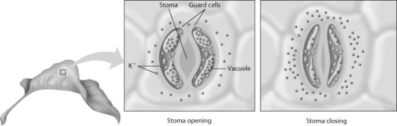    -What is true of the guard cells shown in the right-hand panel of this figure? A)  Their turgor pressure is increasing. B)  Potassium (K)  is entering these cells. C)  These cells are hypertonic to their immediate surroundings. D)  These cells are hypotonic to their immediate surroundings.