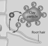 What can you conclude from this figure?   A)  The clay particle has a negative charge at its surface. B)  The clay particle has a positive charge at its surface. C)  The clay particle has a neutral charge at its surface. D)  The plant does not need K<sup>+</sup>.