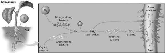 According to this figure, what can directly use atmospheric N<sub>2</sub>?   A)  plant roots B)  nitrogen-fixing bacteria C)  ammonifying bacteria D)  nitrifying bacteria