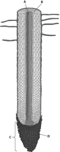 Which part of this root tip is the vascular cylinder?   A)  part A B)  part B C)  part C D)  part D