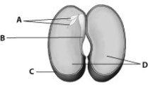 Which part of this seed contains stored food that allows the seedling to grow until it can perform photosynthesis?   A)  part A B)  part B C)  part C D)  part D