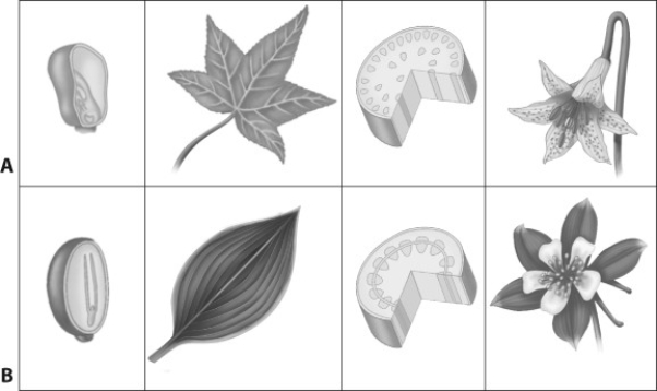 This image represents monocots and eudicots. Which labeled row shows traits that are incorrectly categorized?   A)  row A-all eudicots B)  row A-all monocots C)  row B-all eudicots