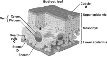    -Which structure allows sufficient water to enter the leaf? A)  structure A B)  structure B C)  structure C D)  structure D