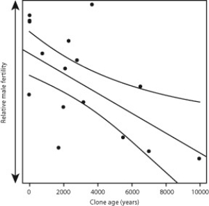 Plants differ from many animals because they undergo indeterminate (continual)  growth. Indeterminate growth is common in clonal plants because a single clone can continually produce new clones without undergoing sexual reproduction, even if the plant is capable of doing so. Senescence, an inability to undergo cell division as an organism ages, also occurs in many plants and animals. However, scientists have had a difficult time establishing the occurrence of senescence in cloning plants because of their indeterminate growth patterns. Mutations in somatic cells are common during asexual growth, and these mutations lead to a decrease in sexual fitness. Scientists hypothesize that over time, as these mutations accumulate, they may contribute to senescence in clonal plants. To test this theory, scientists studied a naturally growing population of trembling aspen (Populus tremuloides) , a tree species that grows clones from its root system but is capable of sexual reproduction. To determine if trembling aspens senesce, they compared genetic data of estimated tree age with the variable of  diminishing fertility : the amount of pollen released by male aspen trees. Here are the results for this part of the study:    Source: Adapted from Ally, D., Ritland, K., & Otto, S. P. (2010) . Aging in a long-lived clonal tree. PLoS Biol, 8(8) : e1000454. doi:10.1371/journal.pbio.1000454. -If a male trembling aspen clone loses its ability to produce pollen, how is its reproduction capability affected? A)  The clone will have a greater opportunity of sexual reproduction with female trembling aspen trees. B)  The clone can continue to clone itself, but it will be unable to undergo sexual reproduction. C)  The clone will only be able to reproduce through fragmentation. D)  The clone will begin to produce pine cones with enlarged ovaries.