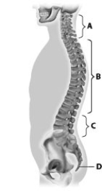 Which part of this figure depicts the thoracic vertebrae?   A)  part A B)  part B C)  part C D)  part D