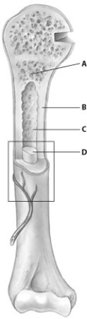 Which part of this figure depicting a bone shows spongy bone tissue?   A)  part A B)  part B C)  part C D)  part D