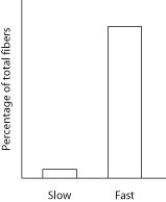 An animal's locomotor (relates to locomotion)  muscle was dissected and the percentages of fast and slow fibers were determined and plotted in the accompanying figure. Which muscle is the likely source for this data?   A)  flight muscles of a migratory bird B)  thigh muscles of a marathon runner C)  neck muscles of a chimpanzee D)  jumping muscles of a frog