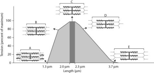    When sarcomeres contract, they generate force (tension) . However, the amount of force generated depends on the sarcomere length and the amount of thick and thin filament overlap. Below is a figure that details the force-generating properties of a single sarcomere. This figure was modified from a scientific paper by Al Gordon and colleagues from 1966 and is a classic illustration of the relationship between sarcomere length and force. -Mammalian muscles can shorten approximately 35% of their resting length when all sarcomeres contract. If a sarcomere passes through maximal tension generation during this 35% contraction, what is the likely starting point for contraction of a sarcomere? A)  point A B)  point B C)  point D D)  point E