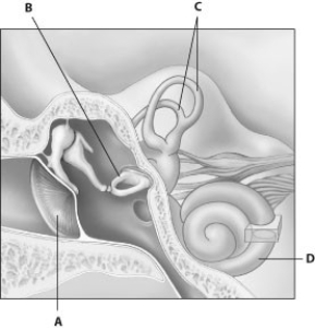 Which part of this figure is the cochlea?   A)  part A B)  part B C)  part C D)  part D