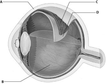 Which part of this figure is the retina?   A)  part A B)  part B C)  part C D)  part D