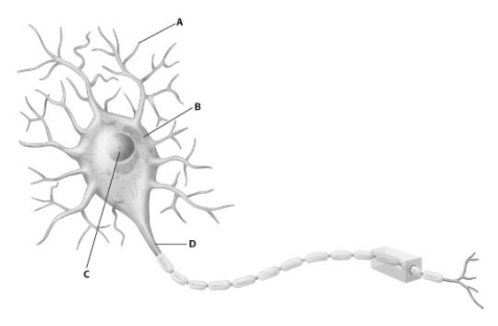 Which part of this diagram of a neuron depicts the axon?   A)  part A B)  part B C)  part C D)  part D