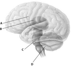 Which part of this diagram of the human brain depicts the cerebellum?   A)  part A B)  part B C)  part C D)  part D