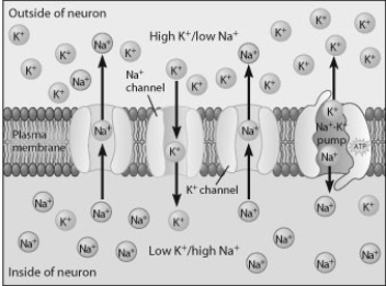 Which statement about this figure is true?   A)  The outside of the cell is negatively charged. B)  Sodium ions are moving against their concentration gradient. C)  There are fewer positive charges on the inside of the neuron, so it is more negative. D)  The concentration of potassium ions is higher inside the cell.