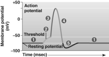    -In what stage(s)  is(are)  voltage-gated sodium channels opening? A)  stage 2 only B)  stage 3 only C)  stages 2 and 3 D)  stages 3 and 4 E)  stages 2, 3, and 4