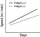 Oligodendrocytes are cells in the brain that produce myelin in the central nervous system. Myelin regulatory factor (MyRF)  is a transcription factor that is required by oligodendrocytes in order to produce myelin. Researchers investigated the importance of MyRF by having mice learn how to run on complex wheels (there were many gaps in the wheel thus making it difficult to run on-see graph below) .    -Mice that lacked the MyRF genes (P-MyRF (−/−) )  and mice that had functional MyRF genes (P-MyRF (+/−) )  ran on the complex wheel and their speed was recorded (see accompanying figure) . What group of mice learned how to run on the complex wheel more easily? A)  mice with nonmyelinated axons B)  mice with myelinated axons