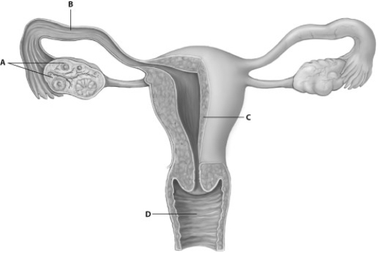    -In which part of the human female reproductive system does fertilization normally take place? A)  part A B)  part B C)  part C D)  part D