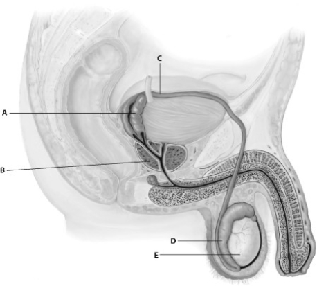    -Which part of this figure depicting the human male reproductive system is the epididymis? A)  part A B)  part B C)  part C D)  part D E)  part E