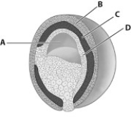     -What part in the figure below will develop into the placenta?   A)  part A B)  part B C)  part C D)  part D