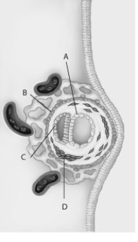     -What part in the figure below will develop into the placenta?   A)  part A B)  part B C)  part C D)  part D