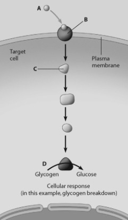Which molecule in this figure portraying water-soluble hormone action is the receptor protein?   A)  molecule A B)  molecule B C)  molecule C D)  molecule D