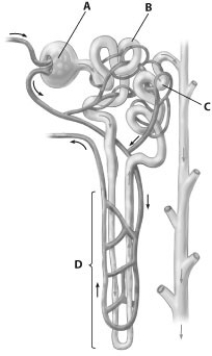 Which part of the nephron shown is its proximal tubule?   A)  part A B)  part B C)  part C D)  part D