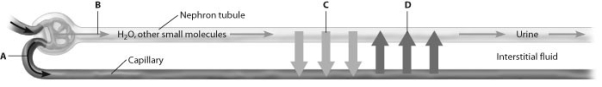 Which arrow in this schematic view of the nephron shows reabsorption?   A)  arrow A B)  arrow B C)  arrow C D)  arrow D