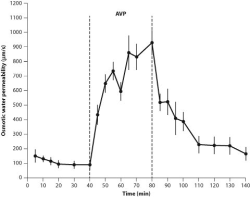 The following questions relate to the three figures above, which indicate how the tubules in the kidney respond to the administration of the hormone vasopressin (AVP) .       -The hypothesis that scientists who collected these data were most likely testing is that A)  the permeability of collecting changes over time. B)  collecting tubules have aquaporins. C)  permeability change is linked to the number of aquaporins. D)  aquaporins allow water into kidney tubules.