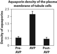 The following questions relate to the three figures above, which indicate how the tubules in the kidney respond to the administration of the hormone vasopressin (AVP) .       -The hypothesis that scientists who collected these data were most likely testing is that A)  the permeability of collecting changes over time. B)  collecting tubules have aquaporins. C)  permeability change is linked to the number of aquaporins. D)  aquaporins allow water into kidney tubules.