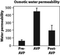 The following questions relate to the three figures above, which indicate how the tubules in the kidney respond to the administration of the hormone vasopressin (AVP) .       -The hypothesis that scientists who collected these data were most likely testing is that A)  the permeability of collecting changes over time. B)  collecting tubules have aquaporins. C)  permeability change is linked to the number of aquaporins. D)  aquaporins allow water into kidney tubules.