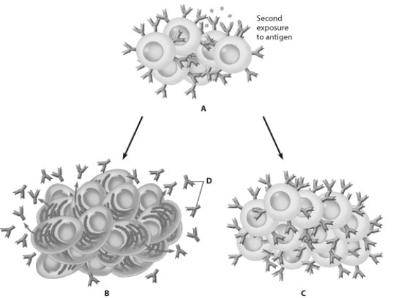 Which part of this figure shows a clone of memory cells?   A)  part A B)  part B C)  part C D)  part D