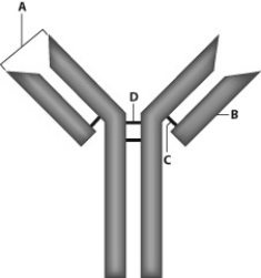 Where is the antigen-binding site of this antibody?   A)  site A B)  site B C)  site C D)  site D