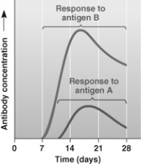 Suppose that a person encountered two different antigens at about the same time which initiated two different immune responses (shown in the accompanying figure) . What can you conclude from these data?   A)  The person likely has been exposed to antigen B before. B)  Antigen A is an allergen. C)  The person is likely undergoing a secondary immune response to antigen A. D)  Antigen B caused an inflammatory response.