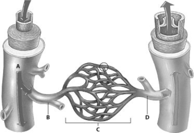 Which part of this figure depicts an arteriole?   A)  A B)  B C)  C D)  D