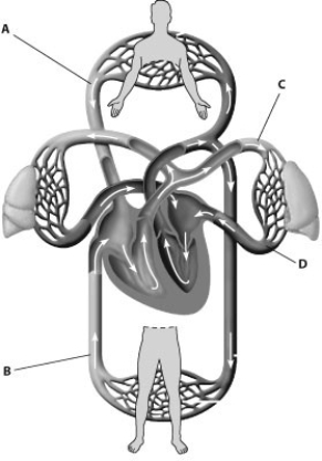 In which part of this figure would blood have the highest oxygen content?   A)  A B)  B C)  C D)  D