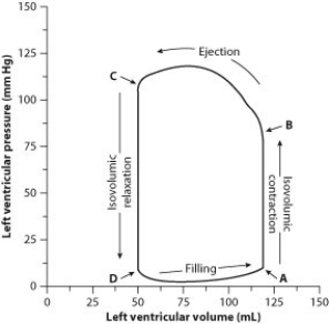 To evaluate cardiac function, scientists and physicians measure both the pressure and the volume inside the heart. When both pressure and volume data are plotted on the same graph, the resulting graph is called a pressure-volume loop. To create a pressure-volume loop, a catheter (a thin tube)  is inserted into the vessels of the heart, and measurements of both left ventricular pressure and left ventricular volume are taken. The data are plotted on a graph, and cardiac function can then be evaluated from the distribution of the data and the shape of the loop. The following figure shows a typical left ventricle pressure-volume loop for a healthy young adult. The cardiac cycle proceeds counterclockwise. Each complete turn around the loop (for example, starting at point A and ending back at point A)  represents one complete cardiac cycle.    -At what point on the diagram does the aortic valve (the semilunar valve that separates the left ventricle and the aorta)  open? A)  point A B)  point B C)  point C D)  point D