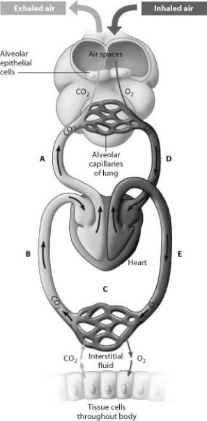    -At which point(s)  in the figure is blood oxygen-rich? A)  points A and B B)  points A and D C)  point C only D)  points D and E