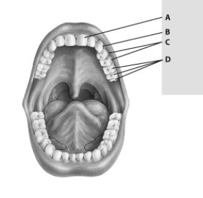 Which of these teeth is an incisor?   A)  tooth A B)  tooth B C)  tooth C D)  tooth D