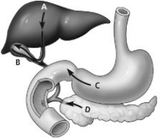 Which arrow shows the release of digestive enzymes by the pancreas?   A)  arrow A B)  arrow B C)  arrow C D)  arrow D