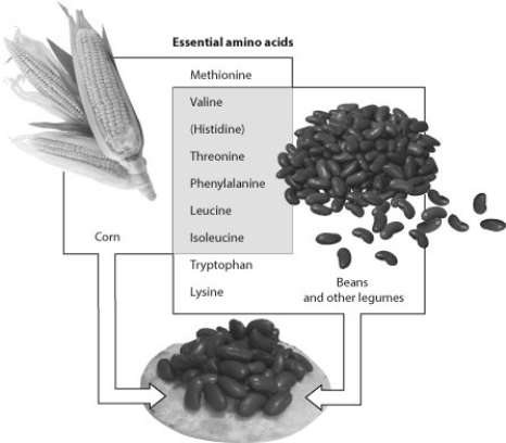    -As an adult, if you had to choose only one of these two foods (corn or beans)  to provide you with essential amino acids, which would you choose? A)  corn, because it provides more essential amino acids than beans B)  beans, because they provide more essential amino acids than corn C)  Both are choices of the same value because they provide histidine.