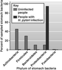 H. pylori is a bacterium that causes stomach ulcers. What can you conclude from the data shown below which indicates bacteria found in the stomach of people with and without an H. pylori infection?   A)  People infected with H. pylori have more bacteria in their stomachs than uninfected people. B)  Uninfected people have less proteobacteria in their stomach than infected people. C)  People that are uninfected eat healthier diets than infected people. D)  The microbiomes between infected and uninfected people are identical.