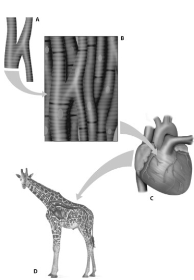    -Which part of the figure shows a tissue? A)  part A B)  part B C)  part C D)  part D