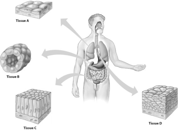    -Which type of epithelial tissue shown is a stratified tissue?   A)  tissue A B)  tissue B C)  tissue C D)  tissue D