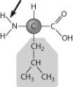 Below is the structure of leucine, an amino acid. What type of bond is the arrow pointing to?   A)  a nonpolar covalent bond B)  a polar covalent bond C)  an ionic bond D)  a hydrogen bond