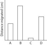    Thin-layer chromatography is a method that can be used to separate molecules by their polarity. A mixture of molecules in a nonpolar liquid (the mobile phase)  is added to the bottom of a piece of adsorbent material (the stationary phase)  and allowed to migrate up the material. More-polar molecules interact more strongly with the stationary phase and thus migrate less. Less-polar molecules interact less strongly with the stationary phase and thus migrate more. Below are sample data for four different molecules from a thin-layer chromatography experiment. [Art: custom PowerPoint figure created by the author] -Below are the structures of two molecules: ethanol and cyclohexane. Which would migrate farther in a thin-layer chromatography experiment? [Art: modified from Wikipedia images of the structures]   A)  Cyclohexane would migrate farther. B)  Ethanol would migrate farther. C)  Cyclohexane and ethanol would migrate equal distances.