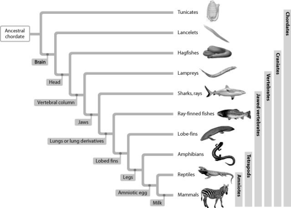According to this figure, which group includes the closest living relatives to tetrapods such as amphibians, reptiles, and mammals?   A)  tunicates B)  sharks and rays C)  ray-finned fishes D)  lobe-finned fishes