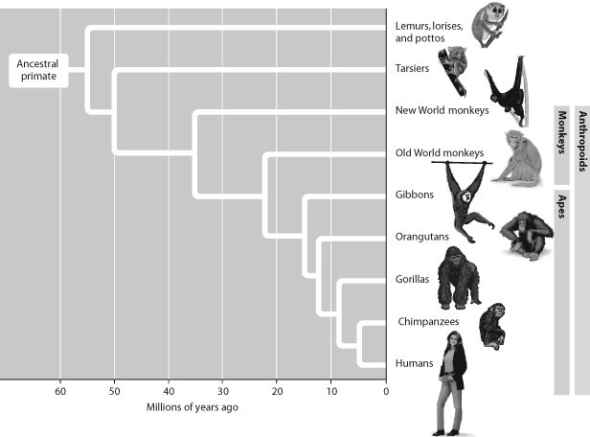 According to this figure, which two groups are most closely related?   A)  tarsiers and gibbons B)  gorillas and orangutans C)  chimpanzees and gibbons D)  Old World monkeys and humans